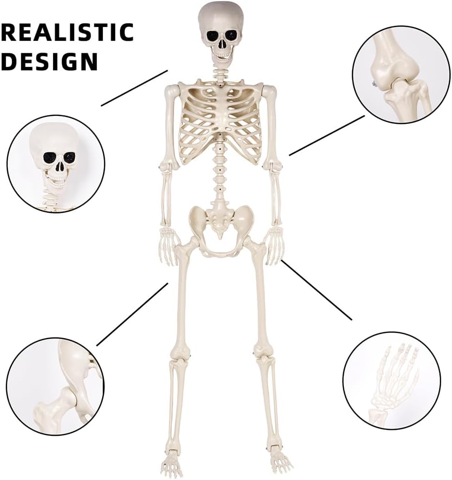 5.4 ft Halloween Skeleton - Life Size Human Skeleton with Full Body Posable J...